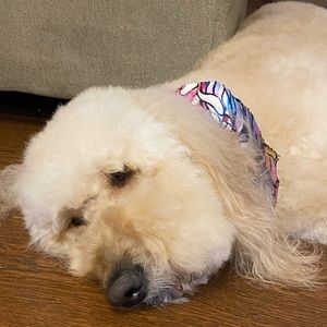 Meet your Posher, Donna